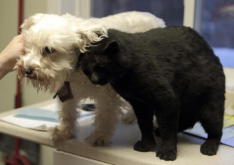 Elmo gets friendly with a dog he just met.