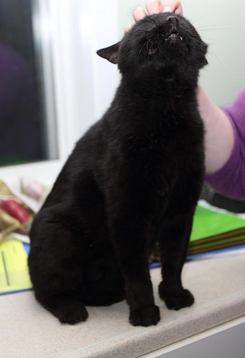 Elmo loves to be loved.