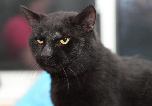 Elmo wants to be your one and only feline.
