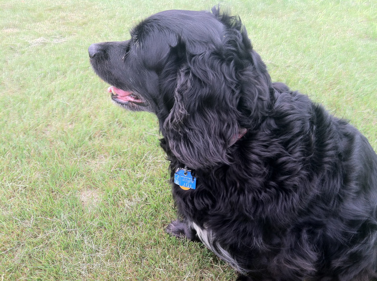 Roxy takes a breather during a walk at Derryfield Park.