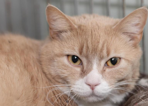 Vincenzo needs a forever family. 