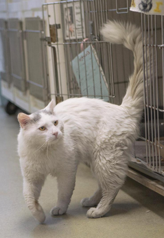 Dunkin has a spectacular tail.