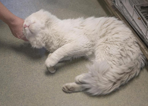 Dunkin the love muffin.