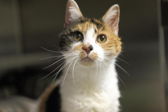 Gladys: Waiting for you at Manchester Animal Shelter.