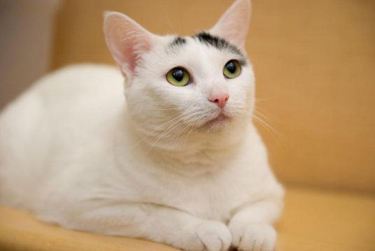 Catterfly - beautiful markings, big green eyes, desperately needs a home of her own.