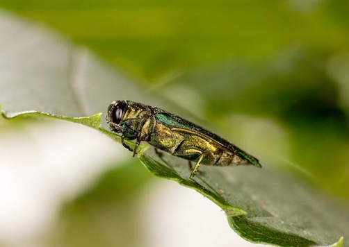 Emerald Ash Borer has made it to NH.