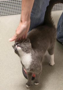 Diamond, waiting for you at the Manchester Animal Shelter.
