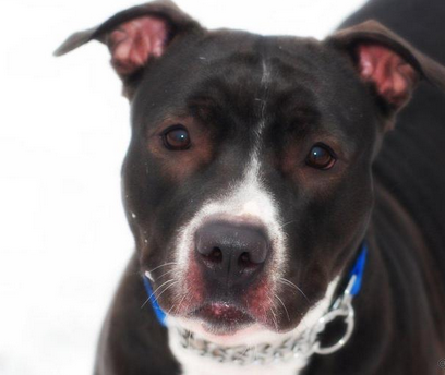 Daisy, looking for a forever family.