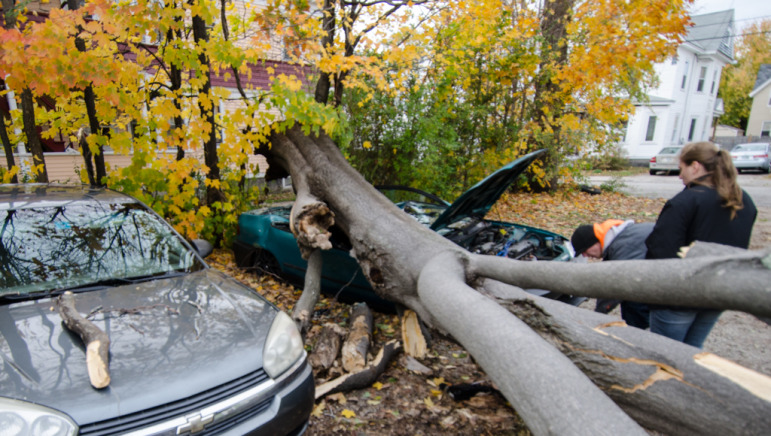 A tree fell and struck a vehicle on Amherst Street, injuring one man.