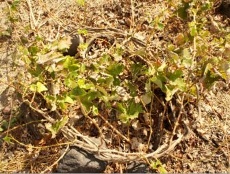 Native Grape Varietals