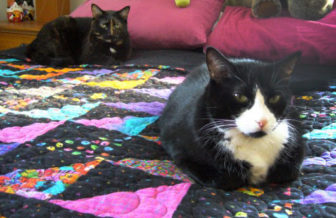 Tortie and Mr. Bean can get a little catty at times when talk turns to politics.