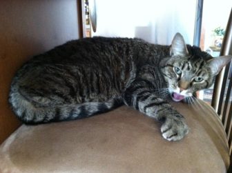 Sammy, party animal chair-cat.