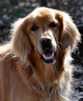 Kodak, the golden retriever and unofficial Mayor of Portsmouth. 