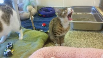 Phil the cat on the adoption floor