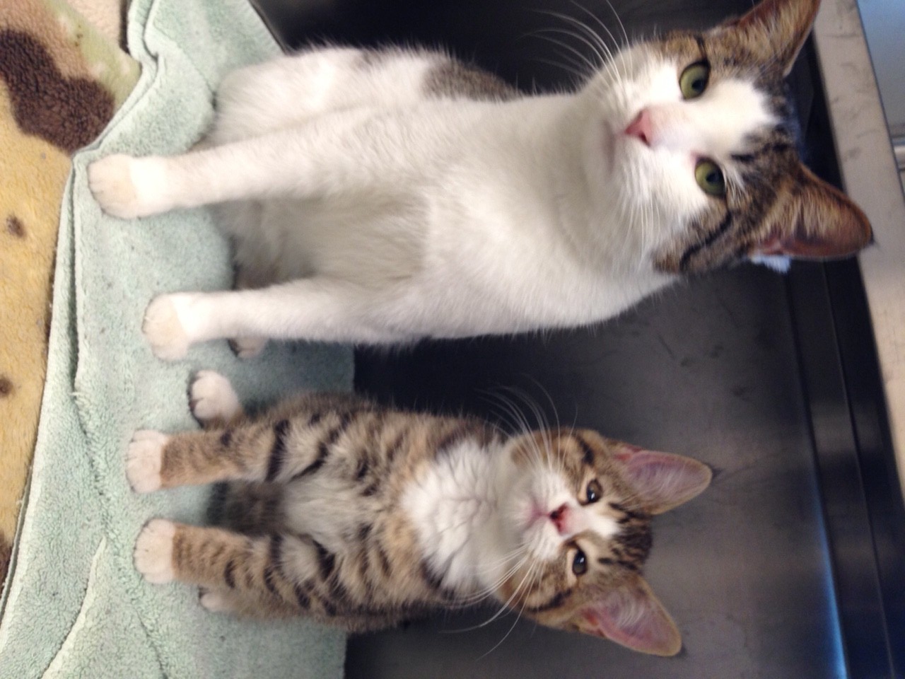 ADOPTED: Phil with his feline bestie, Vixen, pals since they were rescued from the streets (credit MSPCA-Angell)