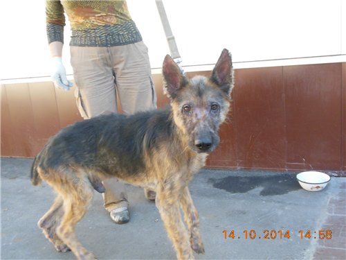 Bubus, when he was found.