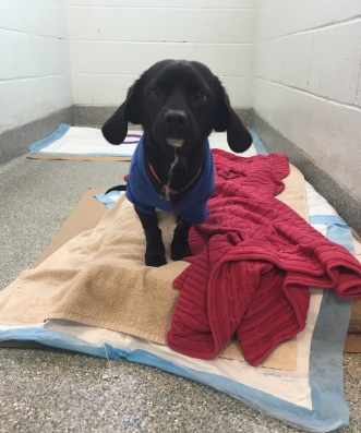 On his third day at the hospital Patrick was well enough to move to a larger dog run.