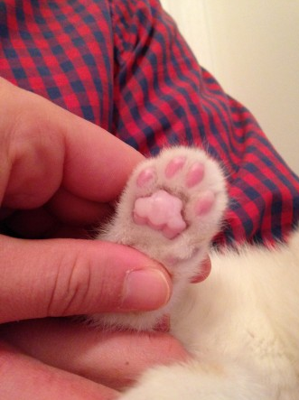 Screenshot 2015-03-19 at 2.22.38 AM