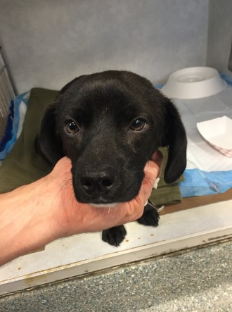 Patrick was extremely ill due to ingesting rat poison and required emergency veterinary care at Angell 