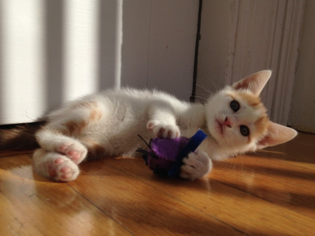 Screenshot 2015-03-19 at 2.22.29 AM