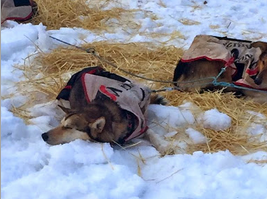 Dogs from Allen Moore's "black team" hit the hay.