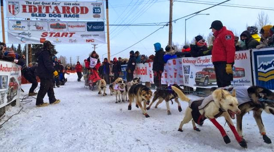 Aliy Zirkle and her team are off at the start of Iditarod 2015.