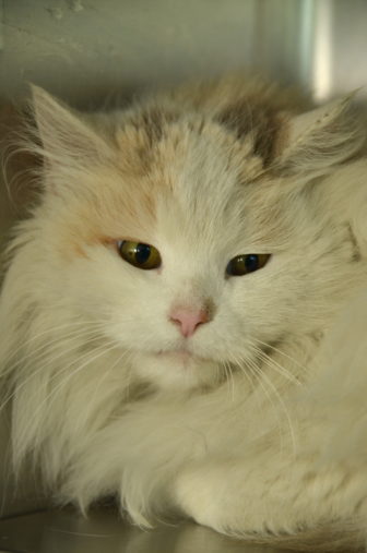 Juno may be a little shy, but she is ready for a home.