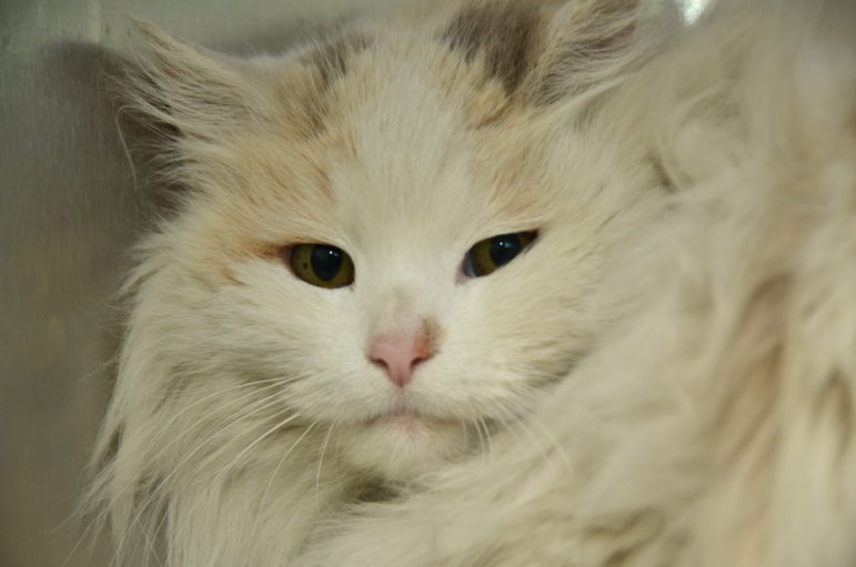 Juno survived the Blizzard of 2015. Now she needs a permanent home.