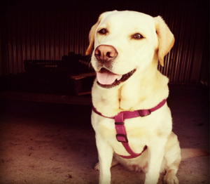 Molly works with handler District Chief Stacey Dubois of the NH State Fire Marshal’s Office.