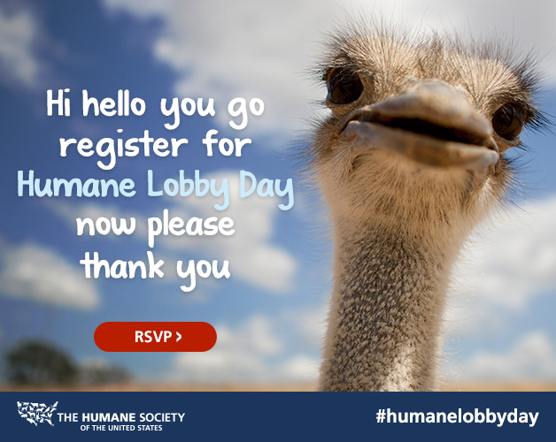 postcard-hld2015-register-ostrich
