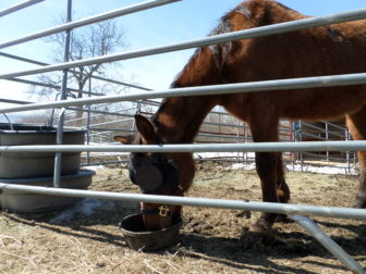 Flora eases back into health by eating several small meals throughout the day.