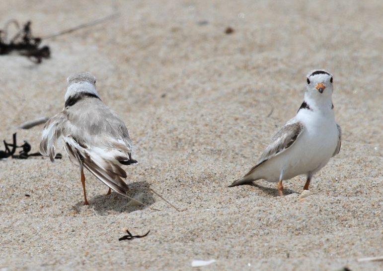 A pair of endangered piping plovers (say that six times fast!)