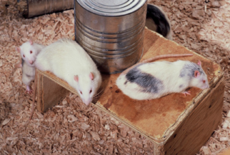 Hanging out at "Rat Park."