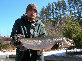 20-pound Salmon broodstock released into the Merrimack River this week