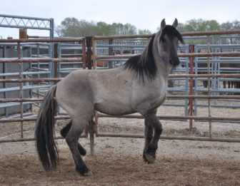 Grulla Horse 3907: Beautiful horse in a difficult situation.