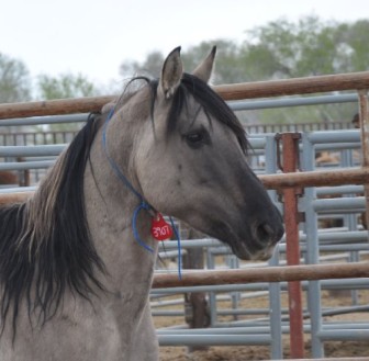 Grulla Horse 3907: Fate unknown.