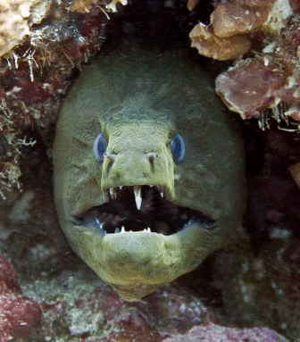 Hard to swallow this fun fact, but eels were once a staple of the local diet known as Derryfield Beef.