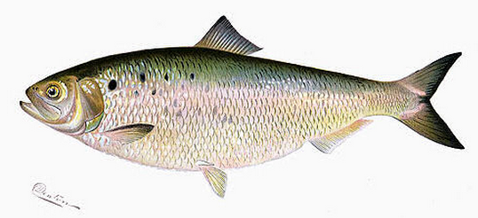 Shad