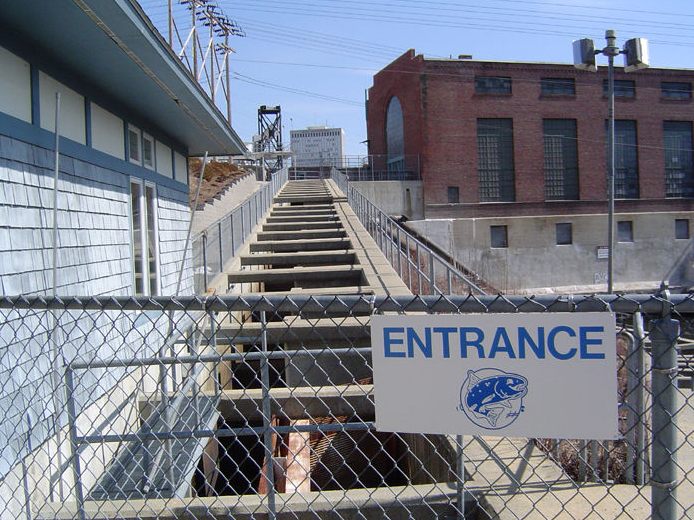 Fish ladder at Amoskeag Fishways.