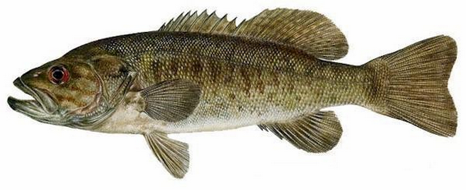 Smallmouth bass.