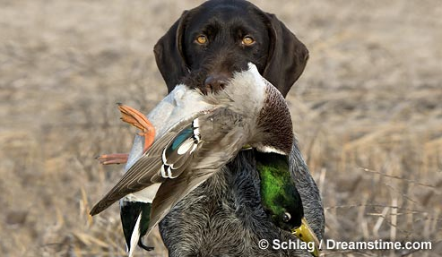 Screen Shot 2015-07-20 at 2.18.16 PM