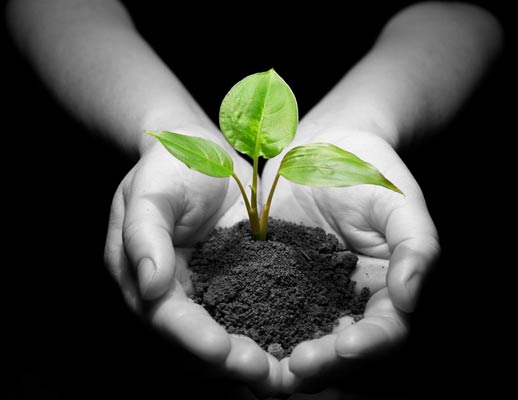 Giving plants a seed