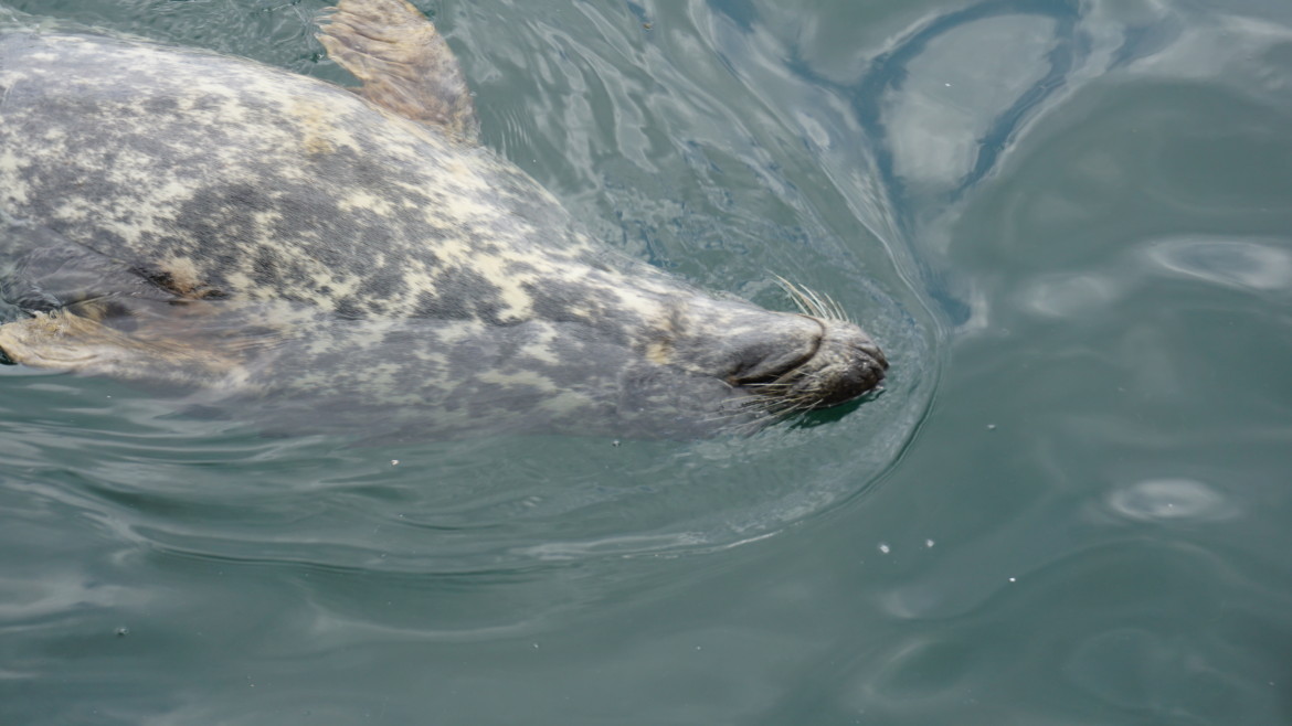 Seal at the Cape.