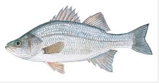 White perch are plentiful at Lake Massabesic in Manchester/Auburn.