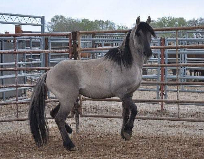 Grulla Stallion #3907, a lifelong wild stallion, was captured in April and dead by August.