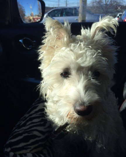 Curly: Abandoned by his owner, who is struggling with addiction.