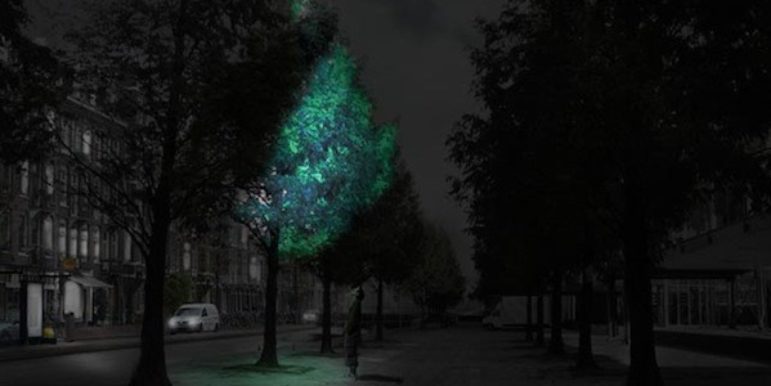 No 2: Trees lighting the way.