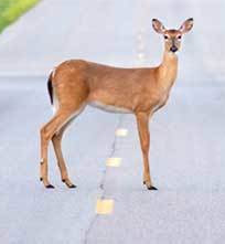 Slow: Deer crossing NH roads.