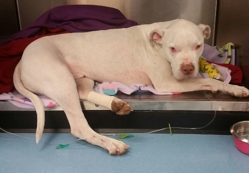 Screen Shot 2015-12-16 at 8.48.50 PM