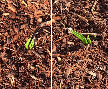 Tulips will probably go back to sleep, but if the fruit trees start to blossom, it could be a lean harvest for NH fruit farmers.